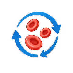 Boosts Blood Circulation